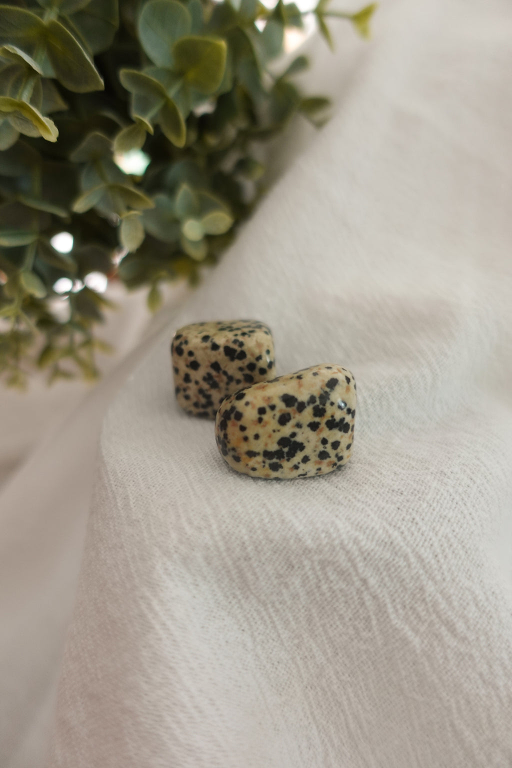 Dalmatian Jasper