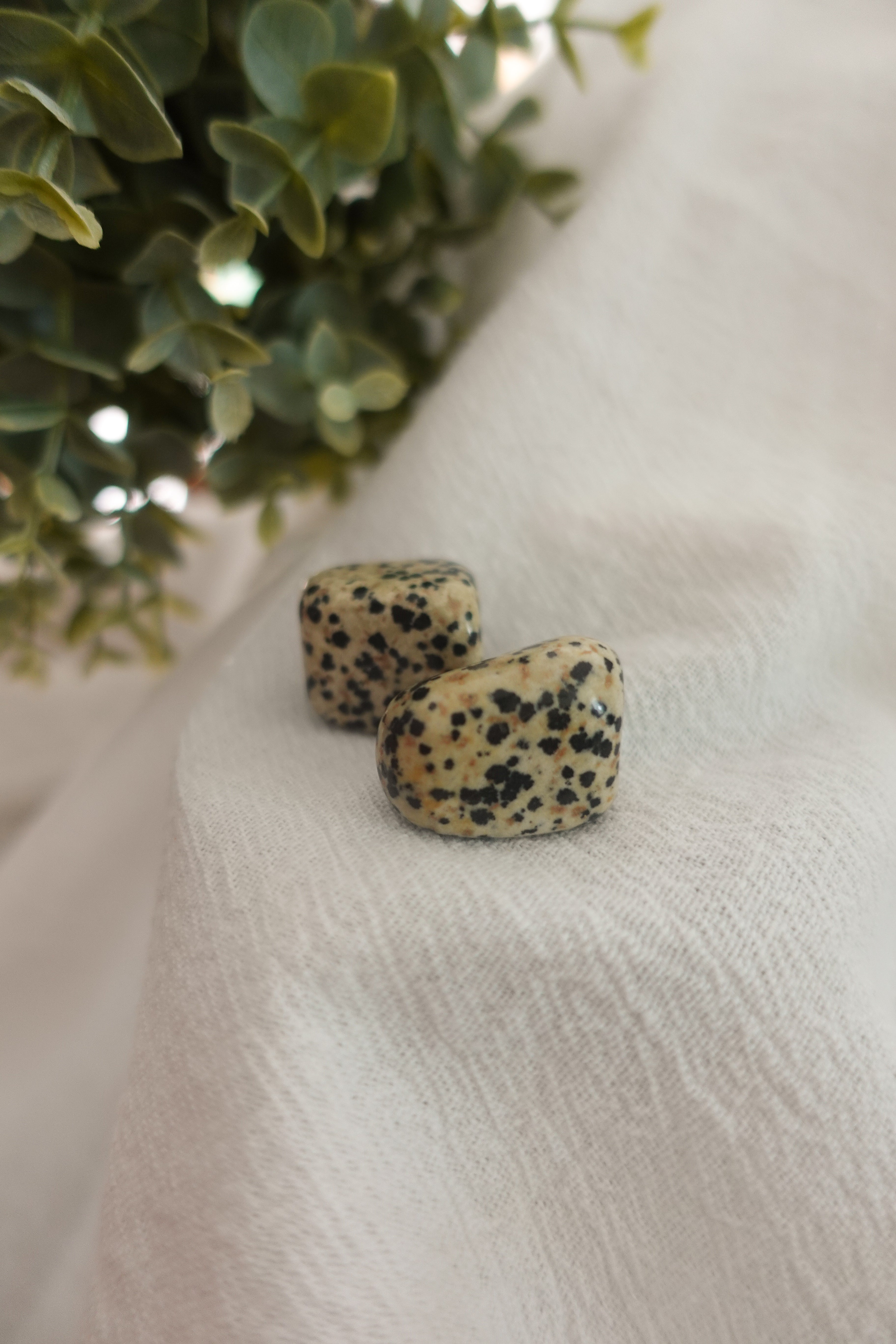 Dalmatian Jasper