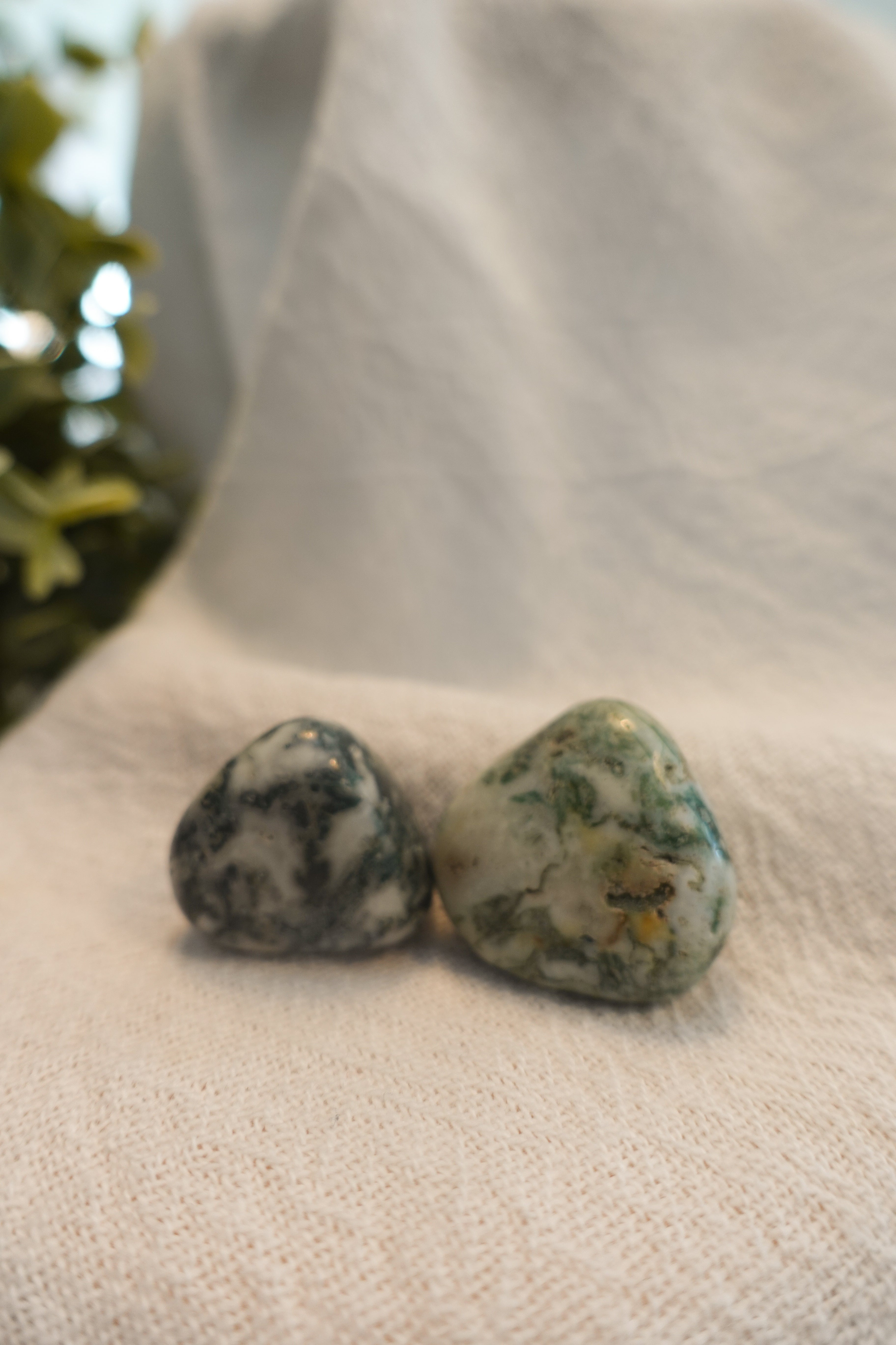 Tree Agate