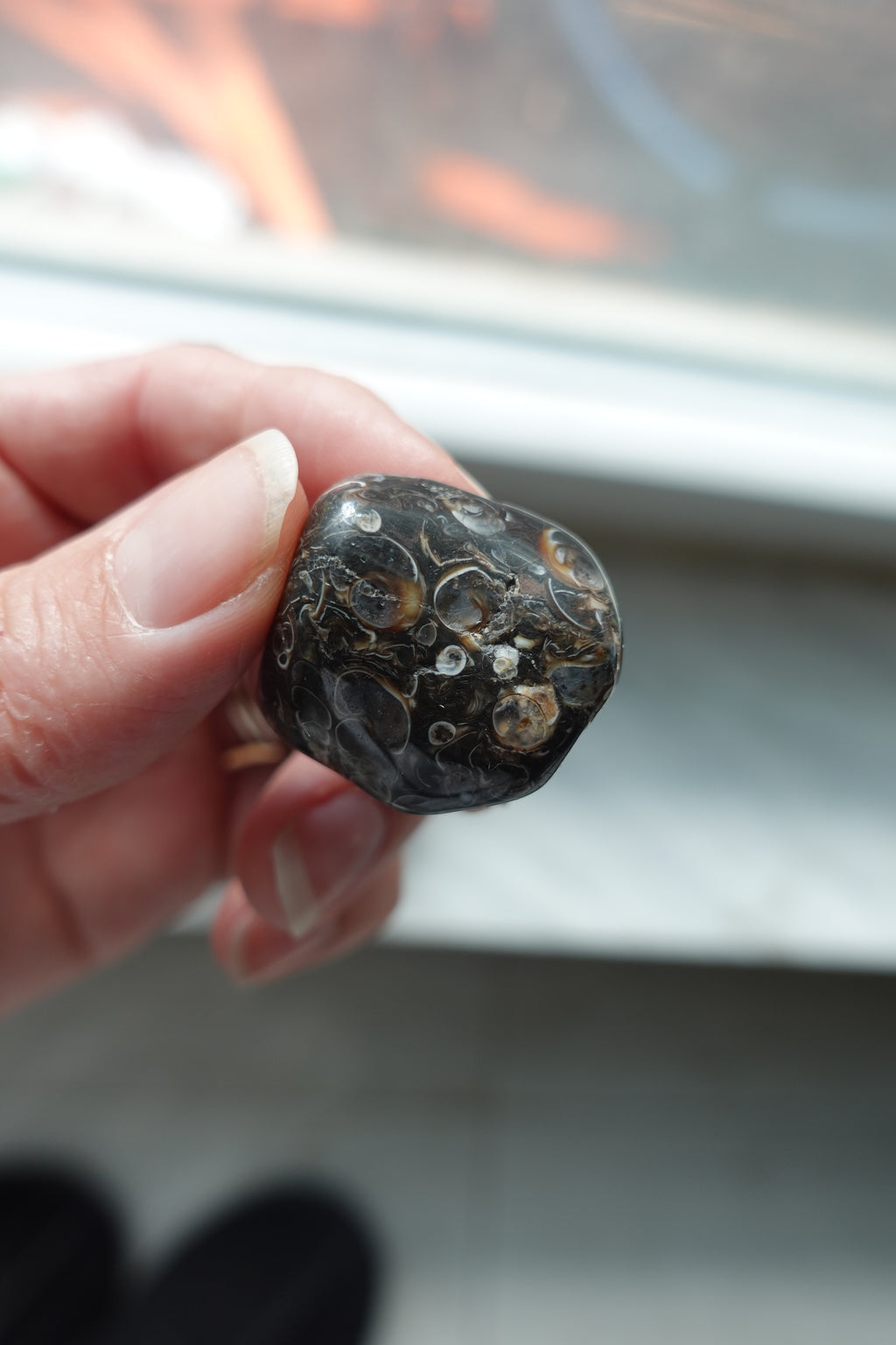 Turritella Agate