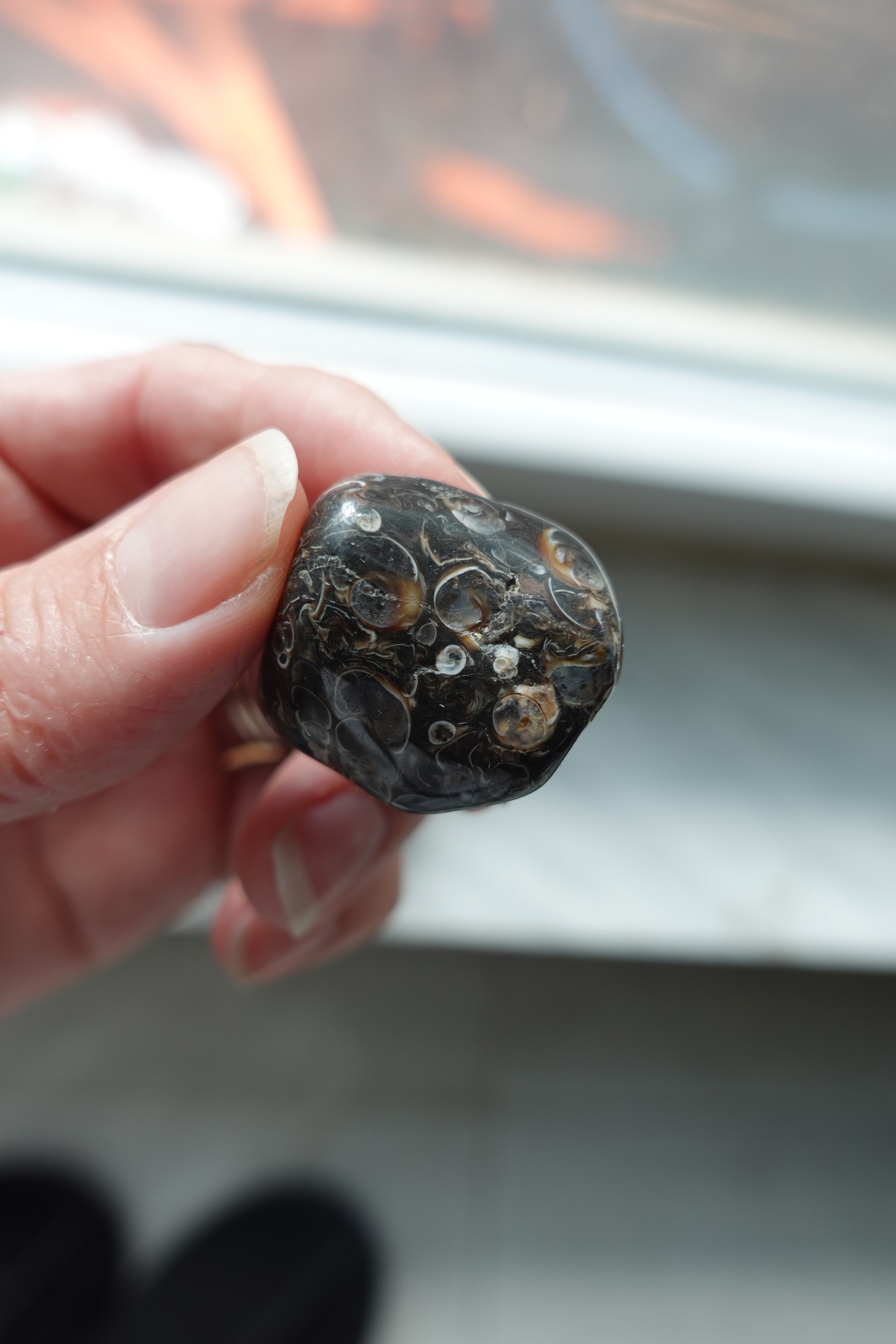 Turritella Agate